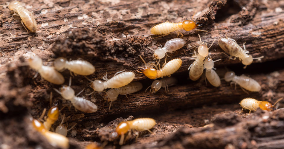 Termite Imaging