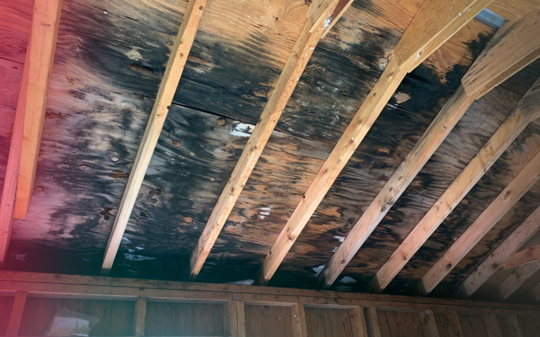 How to Spot Mold on Woodwork Before It Spreads