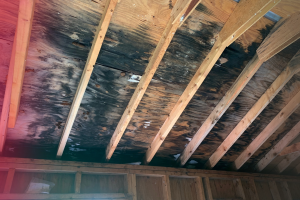 mold on woodwork