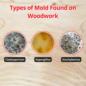 types of mold found on woodwork