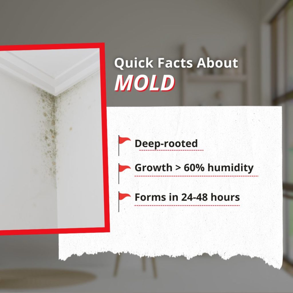 mold quick facts