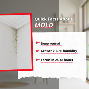 important facts about mold to know