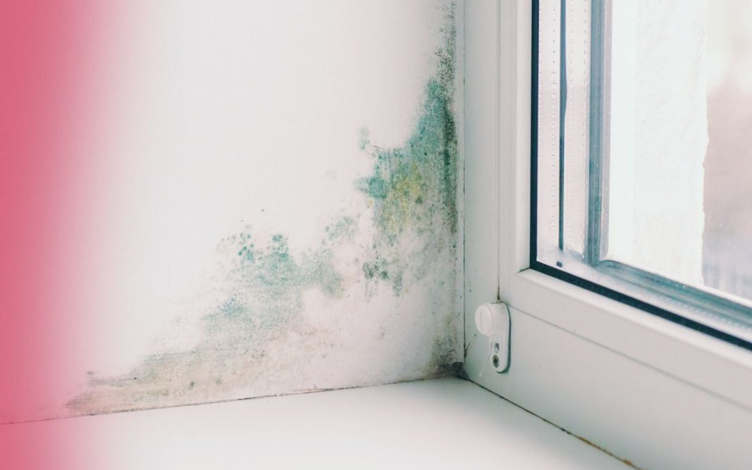 5 Differences of Mold vs Mildew for Homeowners to Know
