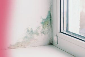 key differences in mold vs mildew