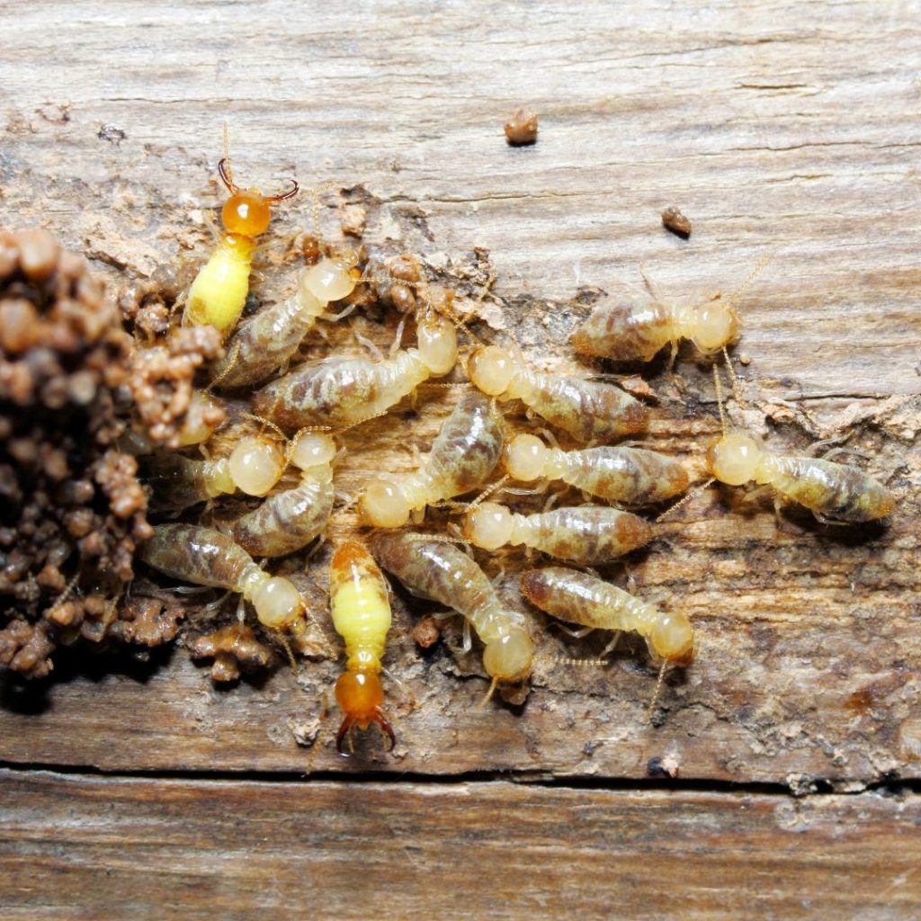 Macro close-up of a swarm of termites crawling over a piece of weathered wood.