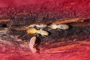 Macro close-up of termites crawling inside decaying wood.